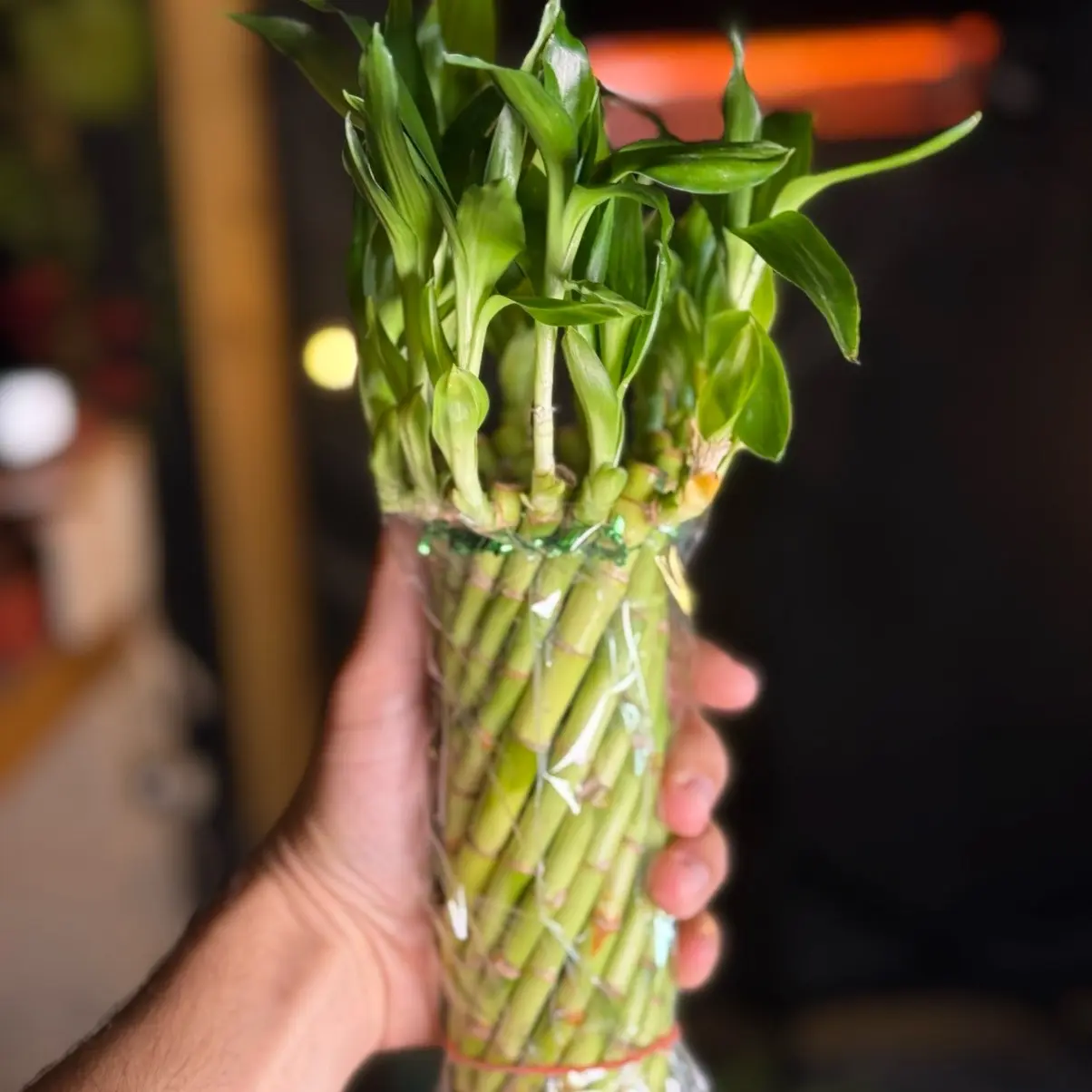 Hurricane Bamboo Houseplants - Elegant Bamboo Houseplant for Indoor Use