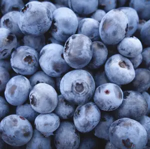 Emerald Blueberry Plant Live for Planting, Blueberries Tree for The Patio and Garden 4 to 6 Inch Tall