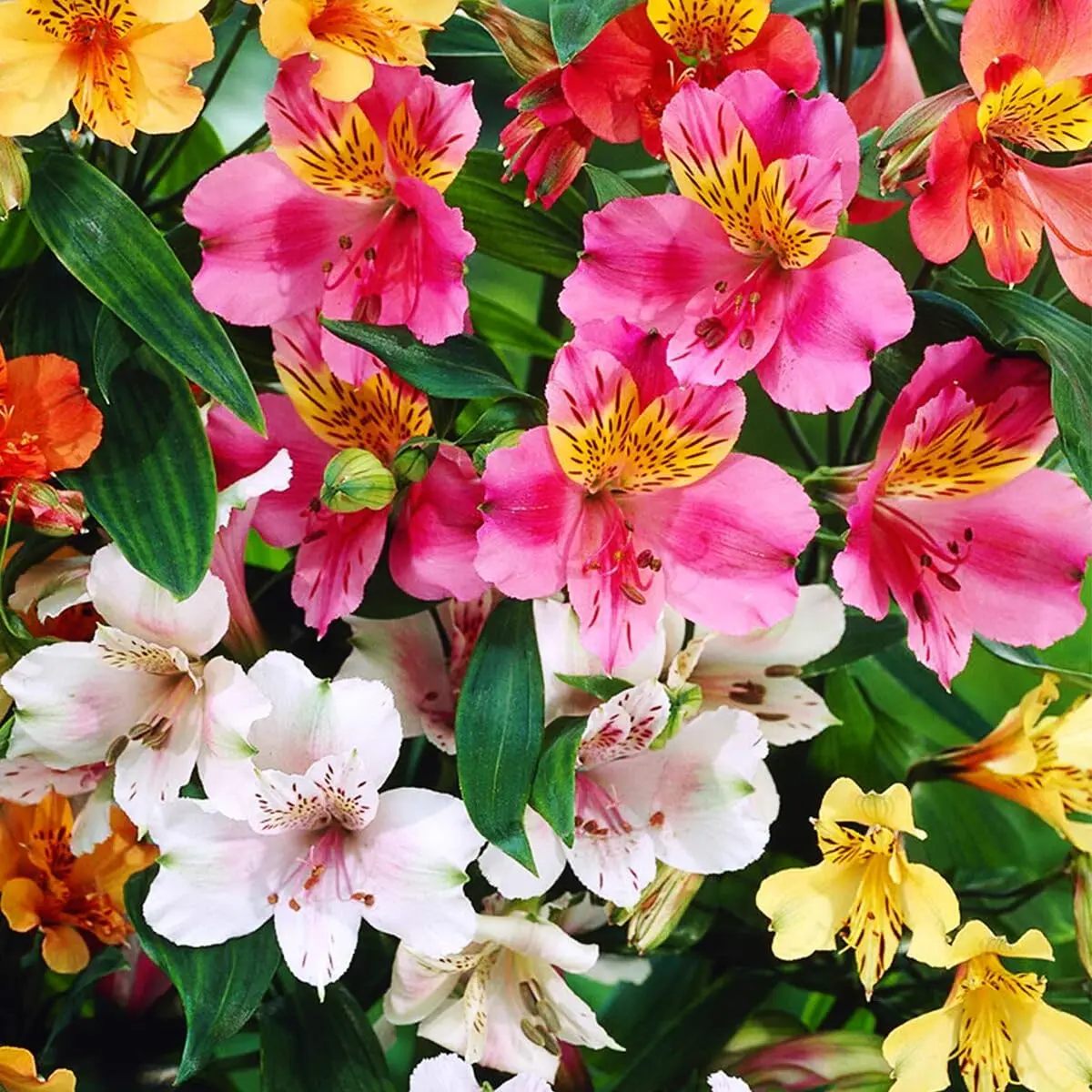 Mixed Alstroemeria Flower Seeds Peruvian Lily Seeds Perennial Flowers for Outdoor Garden Planting Borders Containers Deer Resistant Plants