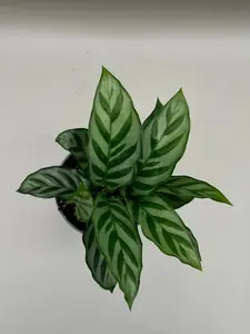Calathea Freddie | 6 Inch Pot | House Plant | Live Plant