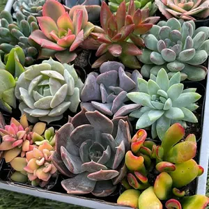 300pcs Mixed Succulent Seeds – Easy to Grow, Beautiful, Vibrant, and Unique Plants for Your Garden