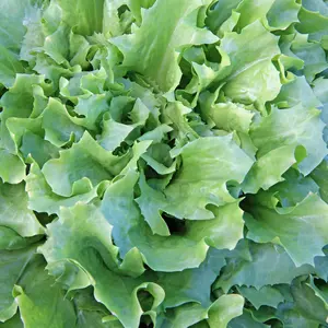 Batavian Full Heart Endive (Cichorium endivia 'Batavian Full Heart') Organic Seeds – Crisp Texture, Bold Flavor, Cool-Season Leafy Green