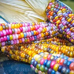 Rainbow Ornamental Corn Seeds (Zea mays) – Vibrant Multicolored Ears for Stunning Fall Décor