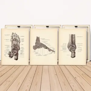 3 Counts Wooden Framed Canvas, Vintage Human Foot Anatomy Illustration Images, Exquisite Poster, Perfect Living Room Decoration, Modern Art, Fashion Family Poster, Wall Art Decoration, Odorless, Artwork