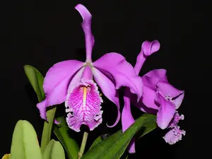 Cattleya maxima Ecua 0232 x Ecua 0244