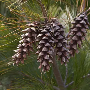 Eastern White Pine Cones - Premium Natural Pine Cones for Crafts, Terrariums, and Gardening