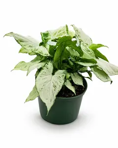 Syngonium Holly M