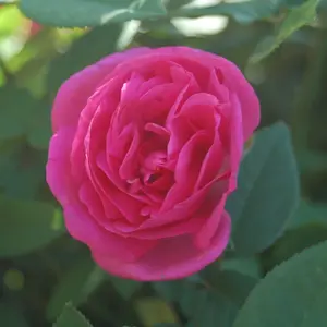 Zephirine Drouhin Climbing Rose