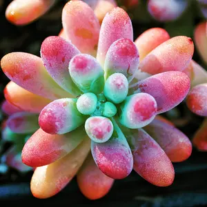 2 inch live succulents, fully rooted in 2 inch starter pots, suitable for succulent beginners, garden lovers, DIY projects, wedding gifts, different varieties of live plants collection, mini plant succulents combination