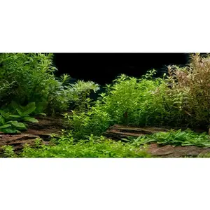 Aquarium Background River Bed & Lake Aquatic Plant Fish Tank Background Vinyl 48x18 inches