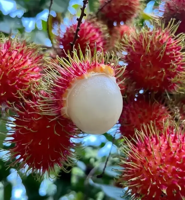 Exotic Tropical Rambutan Dimpled Fruit Flower Seed Pack (500+ Count) - Beginner-Friendly, Easy-to-Grow Garden Seeds for Indoor, Outdoor Planting, Home Garden Supply