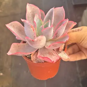 Echeveria after glow 4 inch pot Succulent