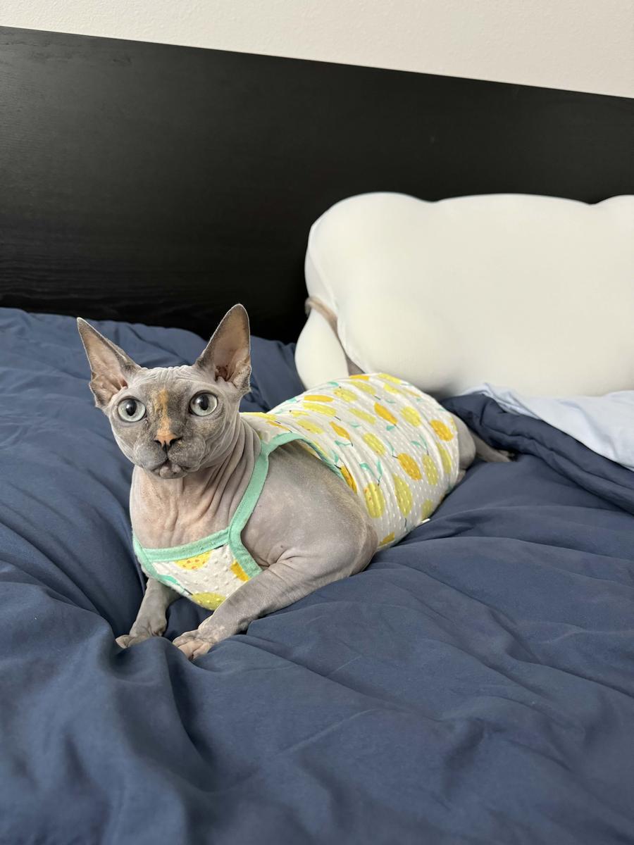 Item: Twin/Twin XL, Navy Blue