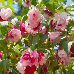50 Balsam Flower Seeds for Planting Outdoors, Garden Balsam Camellia Flower Seeds for Backyard Garden Borders, Easy to Grow Annual Flower Seeds, Seeds Only Not Live Plants Gardening Supplies