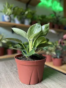 6" Philodendron Birkin Live plant - Variegated Indoor Houseplant - Easy Care