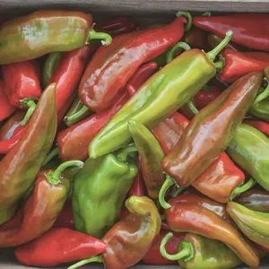 Heirloom Anaheim Chile Hot Pepper Seeds - Organic and Regenerative Gardening Seeds