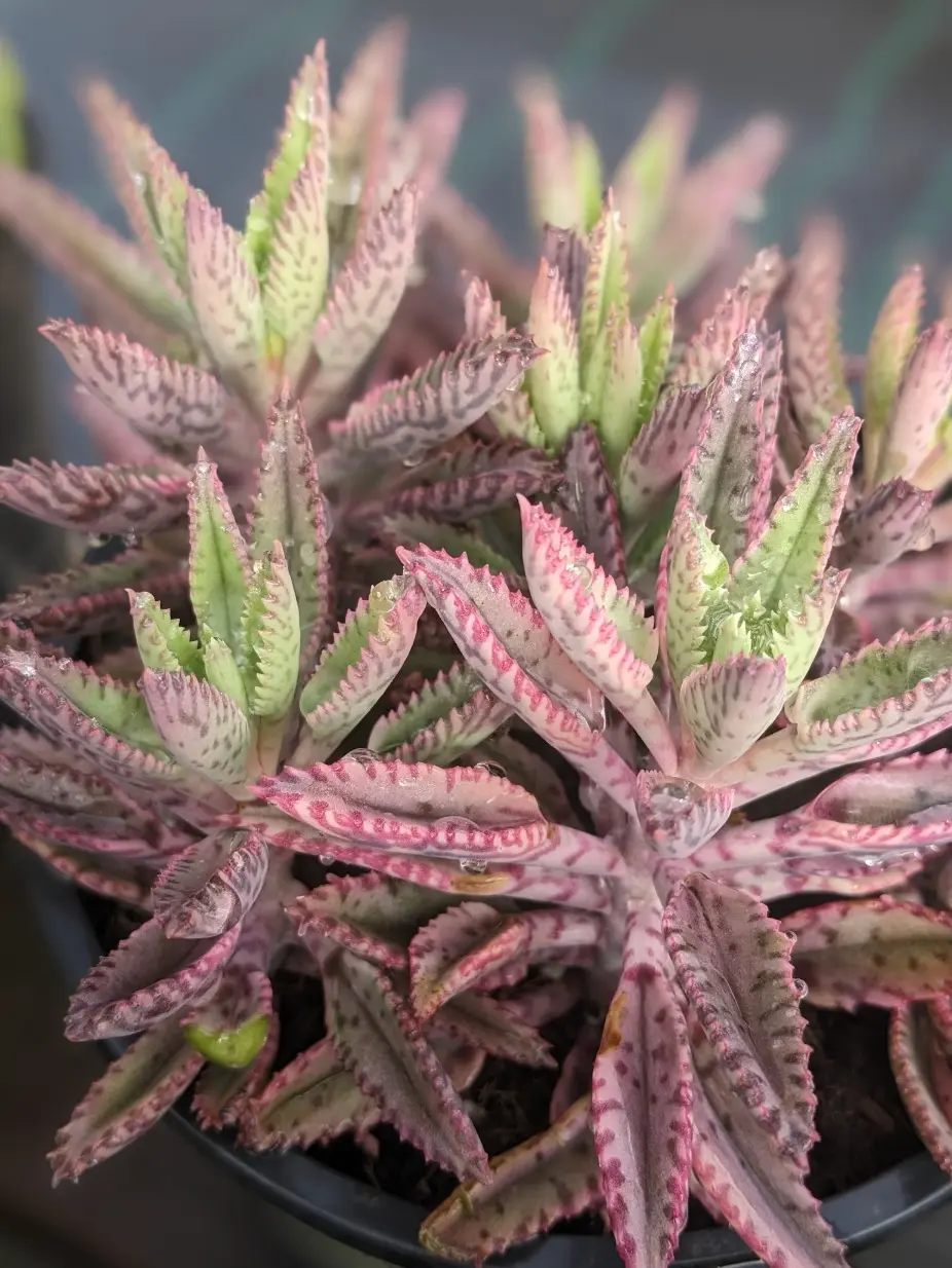 Kalanchoe Pink Butterfly, Rare Succulent, Variegated Succulent
