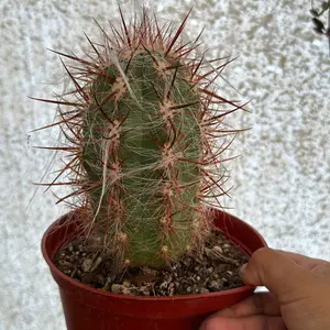 Old Man of Andes plant 6 inch pot