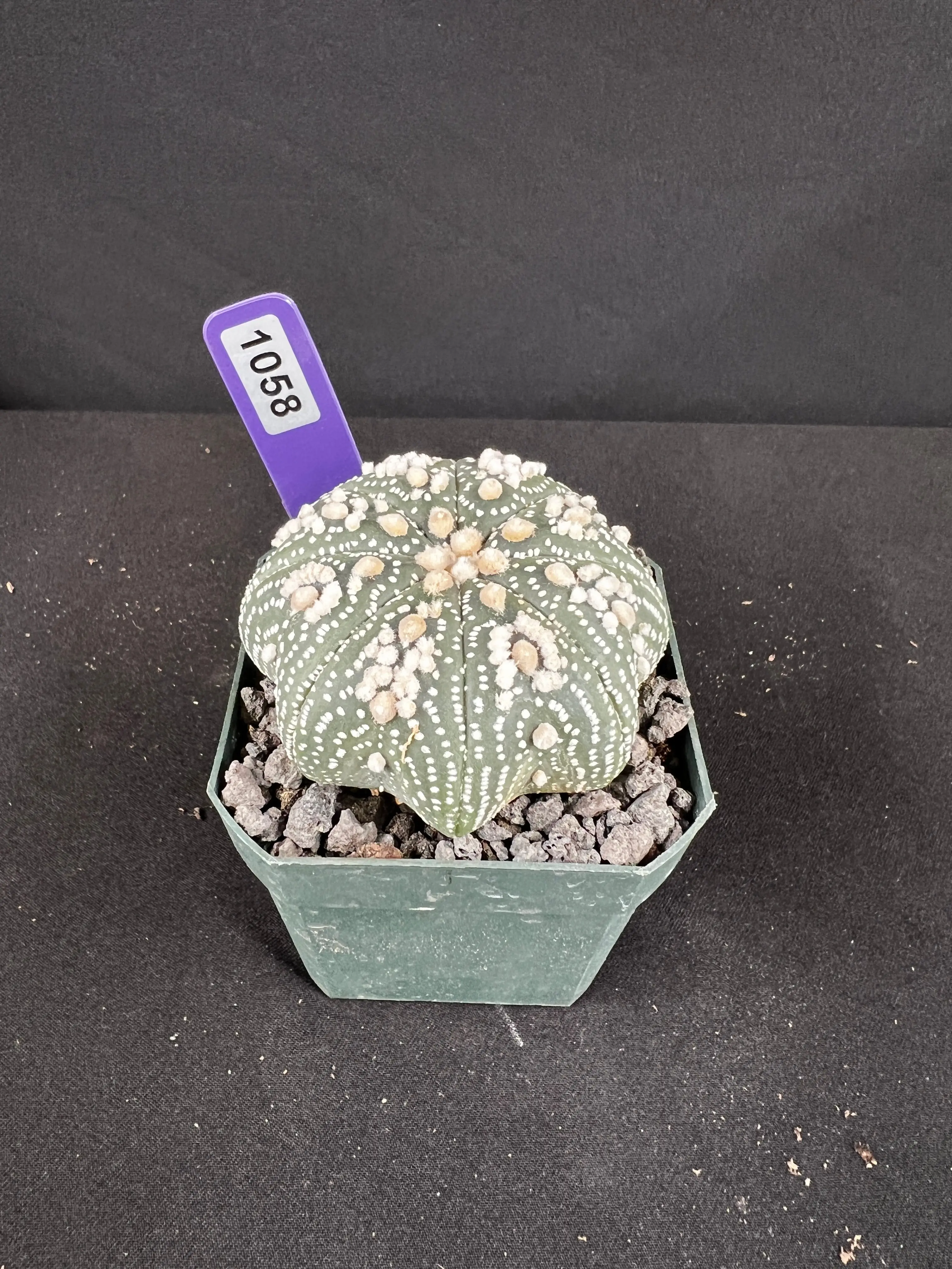 Astrophytum Asterias cv. Hanazono Cactus Plant, Cacti & Succulents for Home Garden Supplies - 1058