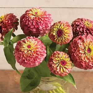 200pcsQueen Red Lime Zinnia Elegans - Heirloom Flower Seeds for Authentic, Open-pollinated Gardening