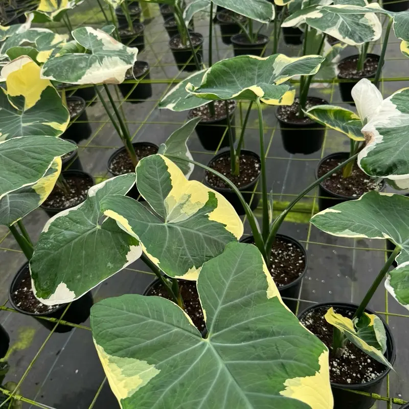 alocasia zebrina cura Alocasia zebrina for Sale main image 1