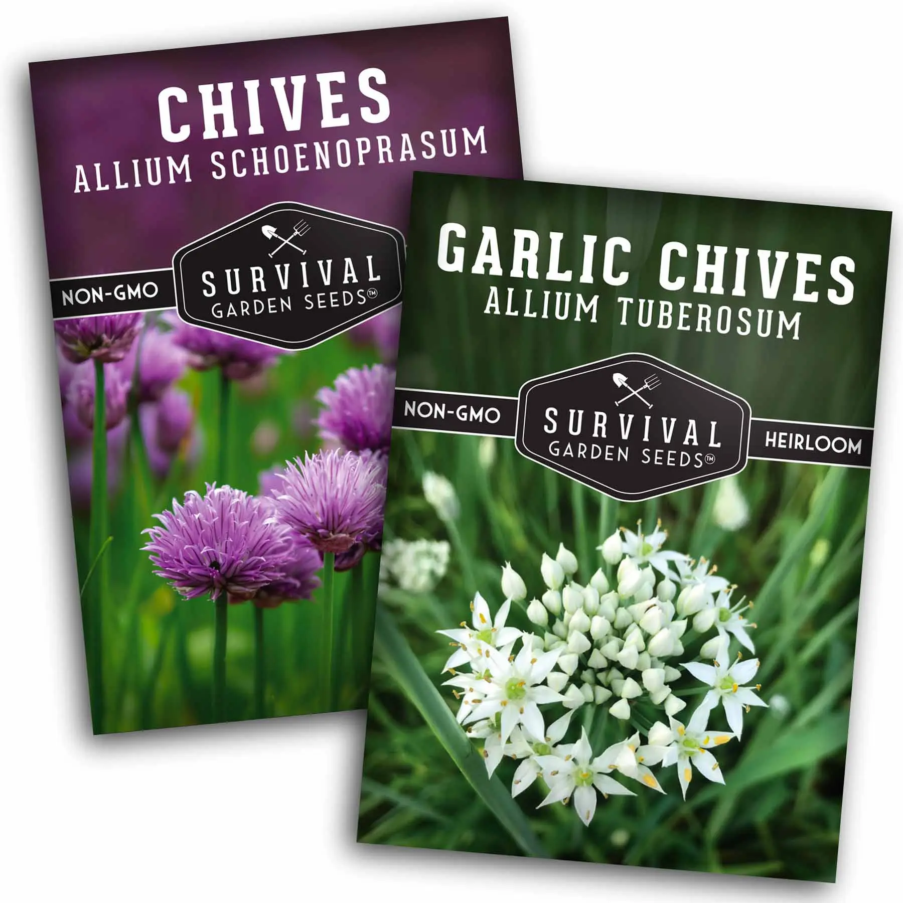 Chive Seed Collection - Non-GMO Allium Schoenoprasum & Garlic Chives Allium Tuberosum from Survival Garden Seeds