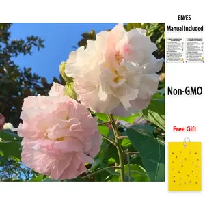 Easy Hibiscus mutabilis Seeds – Confederate Rose, Non-GMO. Stunning Color-Changing Flowers for Balcony & Garden Shrub (Beginner-Friendly)