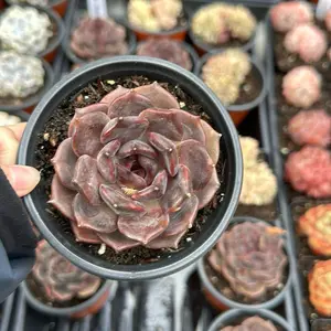 Echeveria ‘Black Manba’ (around 3'')- Bare Root Succulents - Terra Tales