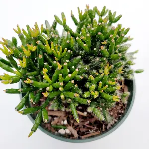 Hatiora salicornioides 'Dancing Bones'