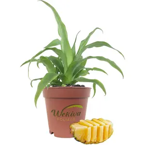 White Jade Pineapple Plant - Live Starter Plants - Ananas Comosus - Edible Fruit Tree for The Patio and Garden