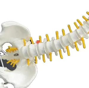 Plastic Flexible Spine Model with Femur and Base: Advanced PVC