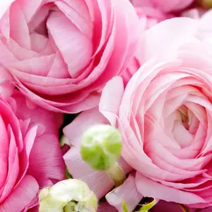 (10) Pink PastelMix Ranunculus Corms Bulbs Tubers Spring Garden Flowers