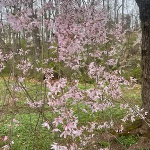 Flowers of Spring - Hanging Floral Arrangements for Home Decor extra large aesthetic art