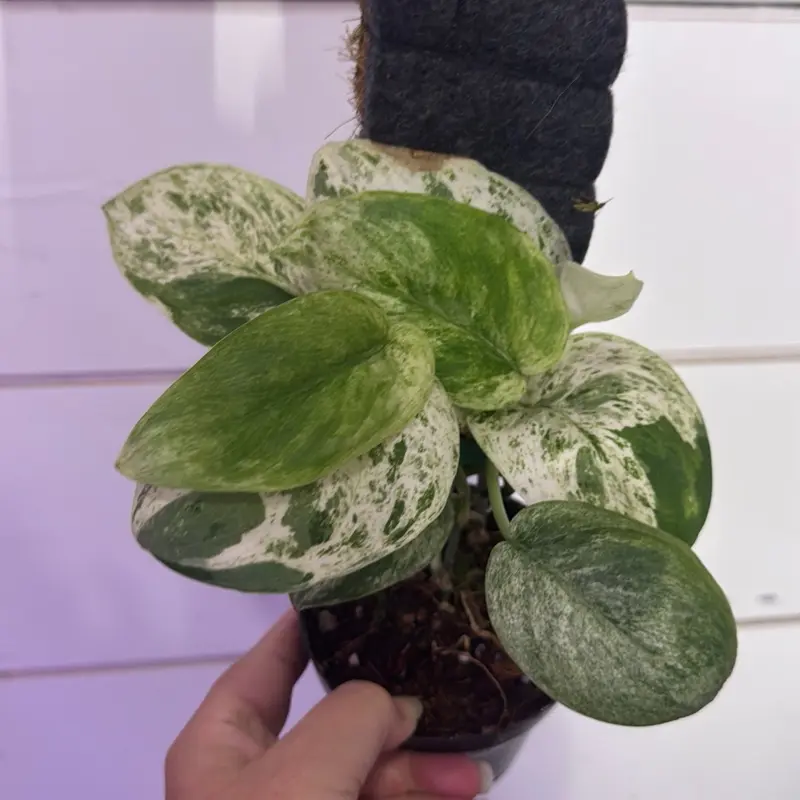 Scindapsus jade satin marble totem