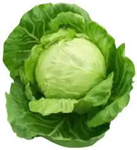 Rare Giant Russian Cabbage Seeds - 150 Medicinal Healing Vitamin Rich Seeds for Gardening & Health Benefits