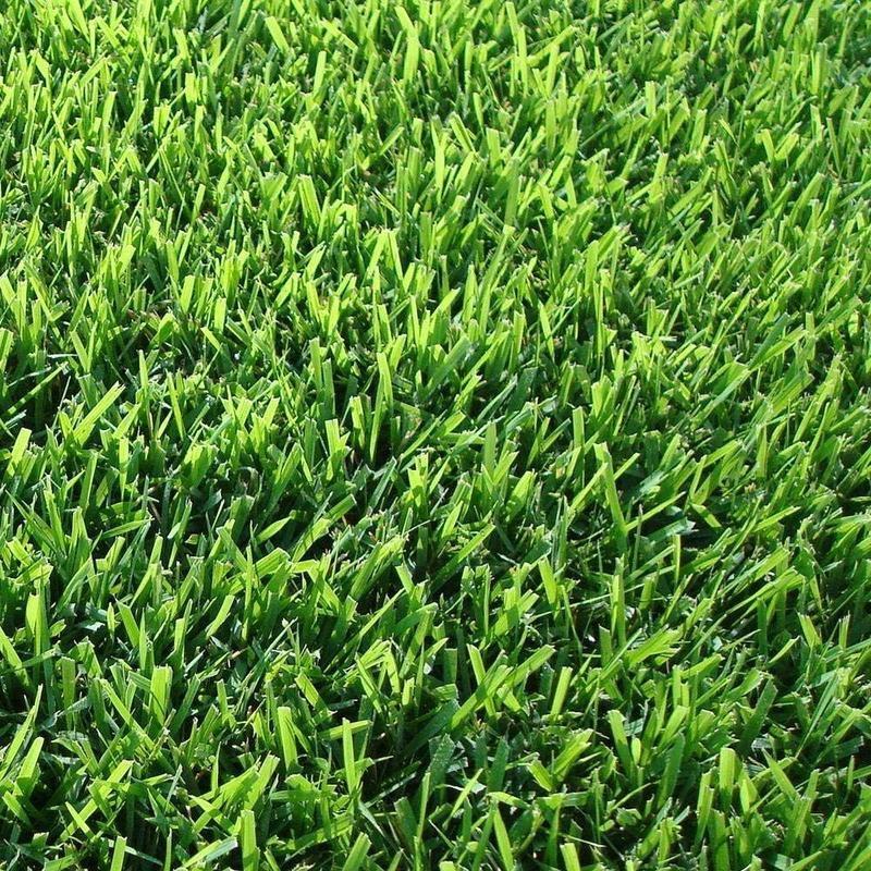 3000+ Pcs Grass Seeds for Thick and Green Lawn Coverage