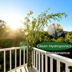 1 pack (3 branches) of high-quality dragon willow seedlings, cold resistant and flood resistant with elegant branches, suitable for beginners to plant with zero threshold, garden beautification, ornamental seedlings for landscape beautification, fresh del