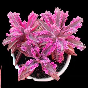 Kalanchoe Daigremontiana, Mother of Thousands Succulent Plant, Easy-Care Indoor/Outdoor Houseplant