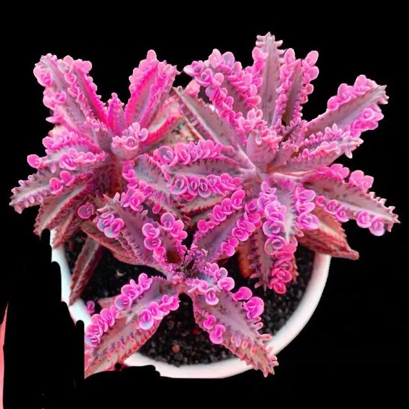Kalanchoe Daigremontiana, Mother of Thousands Succulent Plant, Easy-Care Indoor/Outdoor Houseplant
