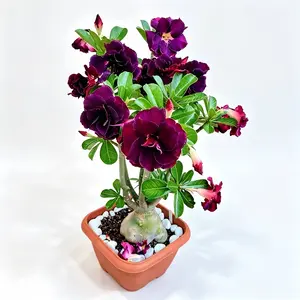Desert Rose Bonsai Purple Flower Adenium Caudex Ornamental Indoor Plant