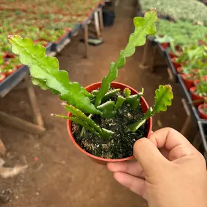 Fish bone Cactus Ric Rac Plant Fish bone Cactus Ric Rac Plant