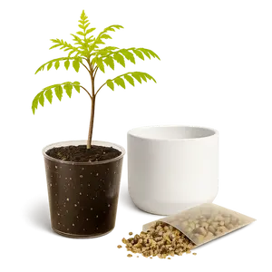 Blue Jacaranda Bonsai Tree Starter Kit – 3" Pot with White Ceramic Planter & Sand Topper