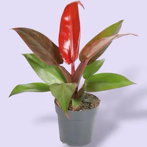 Philodendron Red Sun 4” - Easy Care House Plant