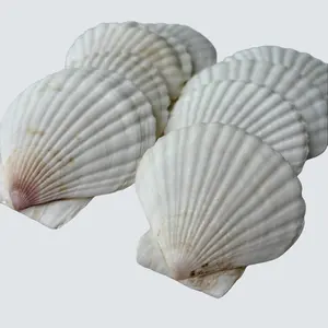 White Scallop Sea Shells 8 Count Real Seashells for Decorative Use Nature