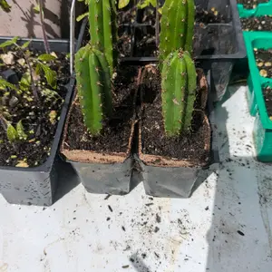 Eileen x Lumberjack Cactus