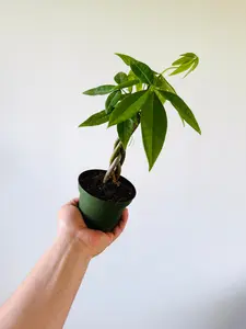 Money Tree Braid - Pachira Aquatica - 4" Pot