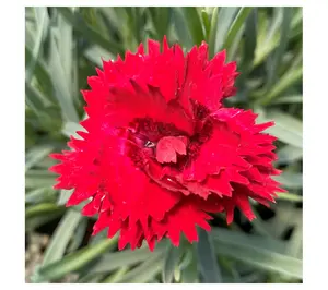 Roberta's Dianthus Maraschino Red Fruit Punch 1c