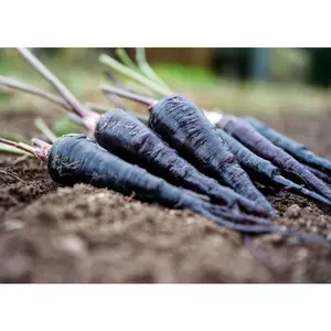 Black Nebula - Carrot Seeds