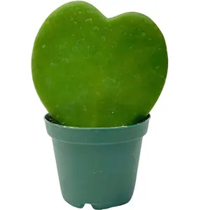 Hoya Kerri Heart in 2" Pot - Beautiful Indoor Plant Featuring Distinctive Heart-Shaped Foliage. Great for Home or Office Decor, Low-Maintenance Care, and a Symbol of Love!
