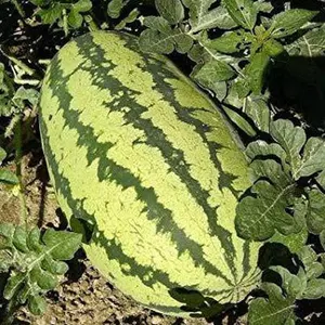 Organic Congo Watermelon Seeds (Citrullus lanatus) – Large, Sweet Variety, Deep Red Flesh, Ideal for Summer Picnics